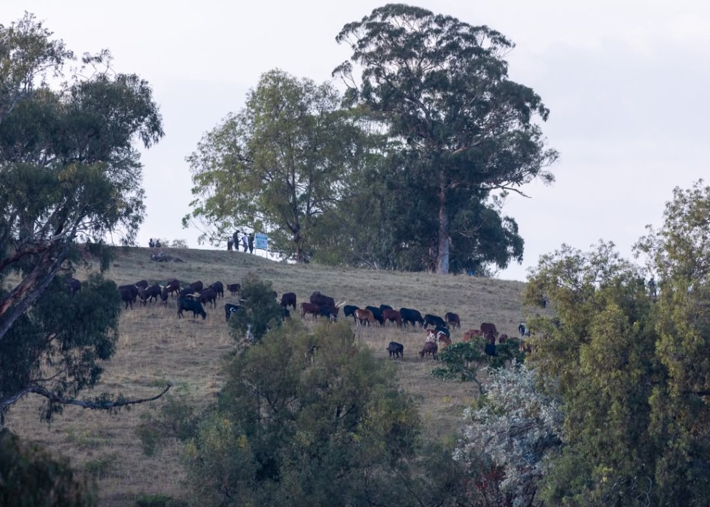 Herd of long-horned cattle grazing on a grassy hillside