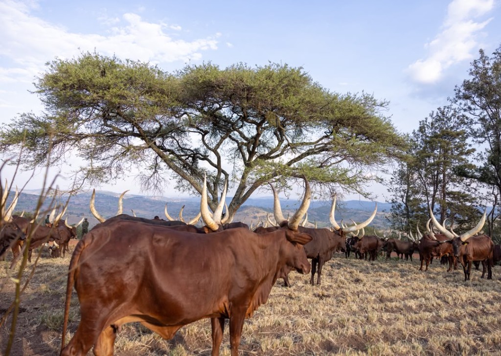 Herd of long-horned Inyambo cattle in a savanna landscape